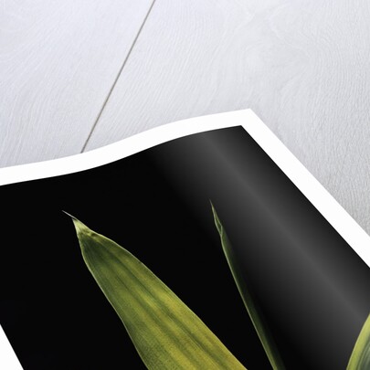 Pleioblastus viridistriatus 'Chrysophyllus' (bamboo) - leaf by Anonymous