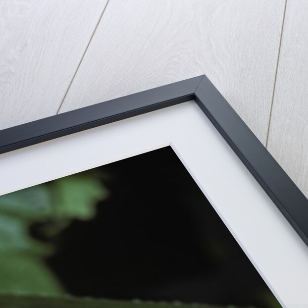 Pseudosasa japonica (arrow bamboo) - flower by Anonymous