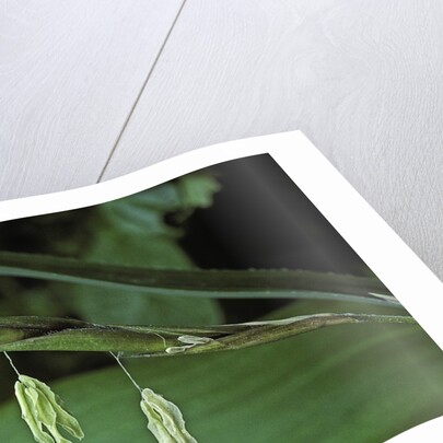 Pseudosasa japonica (arrow bamboo) - flower by Anonymous