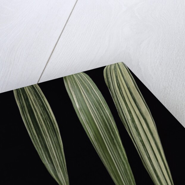 Pseudosasa japonica 'Akebono-suji' (arrow bamboo) - leaf by Anonymous