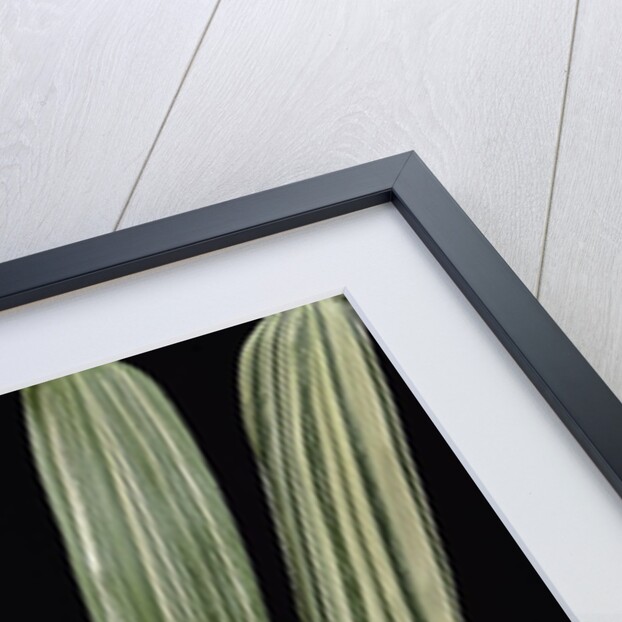 Pseudosasa japonica 'Akebono-suji' (arrow bamboo) - leaf by Anonymous