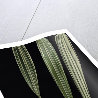 Pseudosasa japonica 'Akebono-suji' (arrow bamboo) - leaf by Anonymous