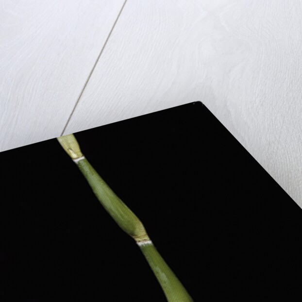 Pseudosasa japonica var. tsutsumiana (arrow bamboo) by Anonymous