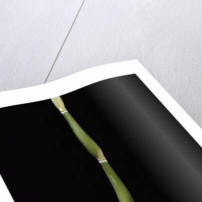 Pseudosasa japonica var. tsutsumiana (arrow bamboo) by Anonymous