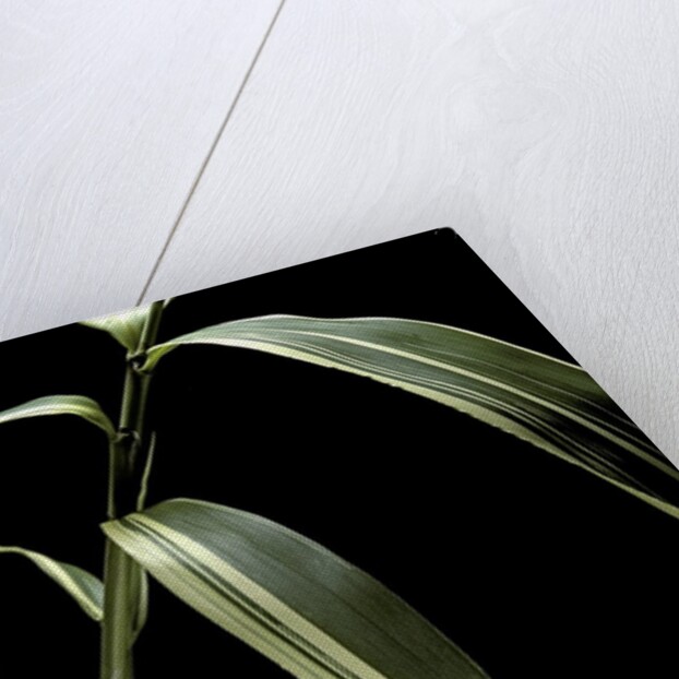 Pseudosasa japonica f. variegata (arrow bamboo) - leaf by Anonymous