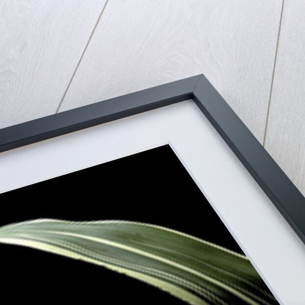 Pseudosasa japonica f. variegata (arrow bamboo) - leaf by Anonymous