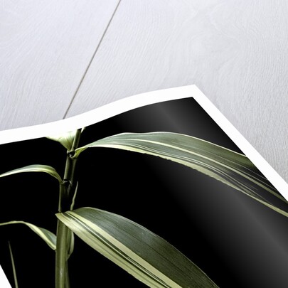 Pseudosasa japonica f. variegata (arrow bamboo) - leaf by Anonymous