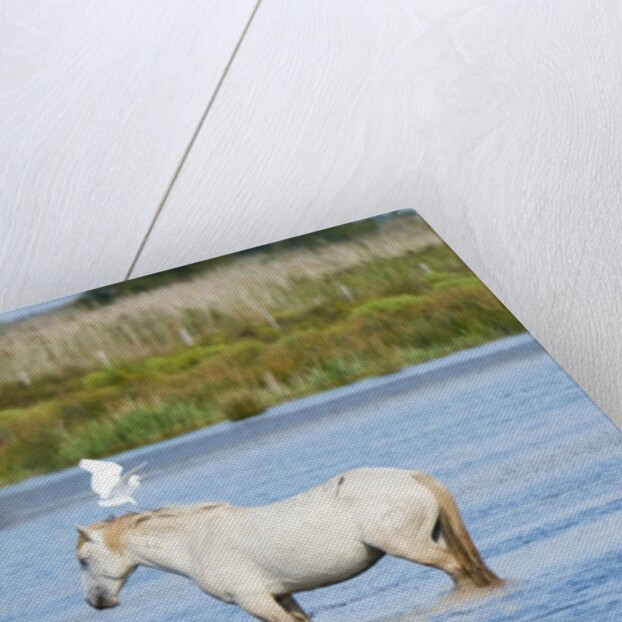 Camargue wild horse by Anonymous