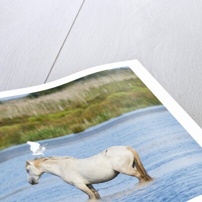 Camargue wild horse by Anonymous