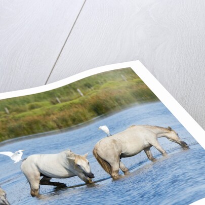 Camargue wild horses by Anonymous