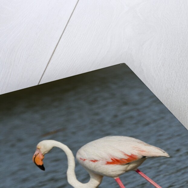 Greater flamingo (Phoenicopterus roseus) by Anonymous