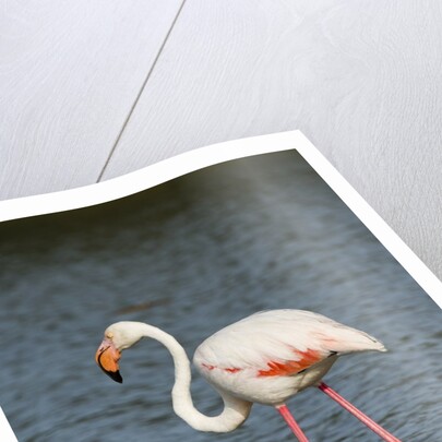 Greater flamingo (Phoenicopterus roseus) by Anonymous