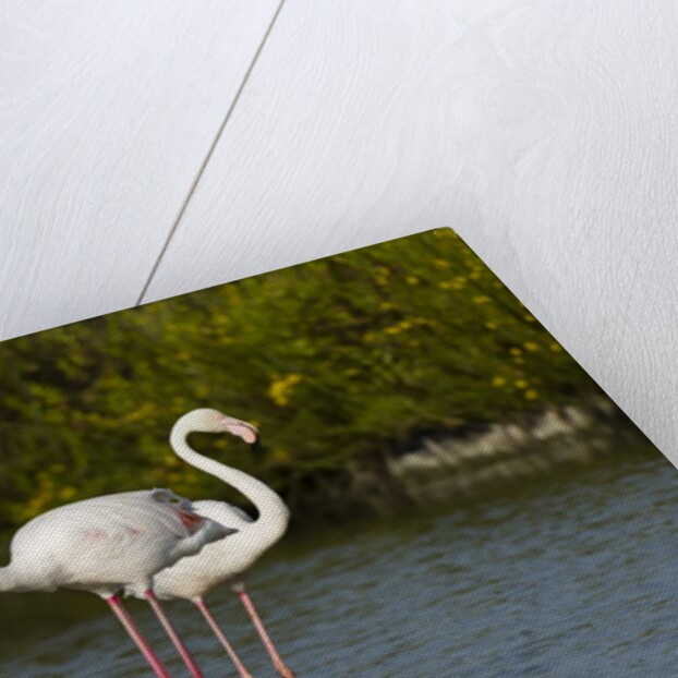 Greater flamingos (Phoenicopterus roseus) by Anonymous