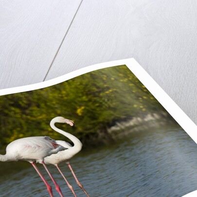 Greater flamingos (Phoenicopterus roseus) by Anonymous