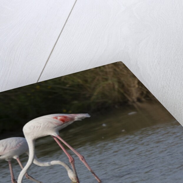 Greater flamingos (Phoenicopterus roseus) by Anonymous