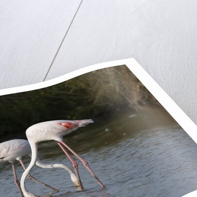 Greater flamingos (Phoenicopterus roseus) by Anonymous