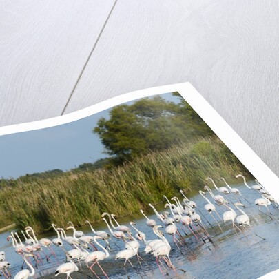 Greater flamingos (Phoenicopterus roseus) by Anonymous