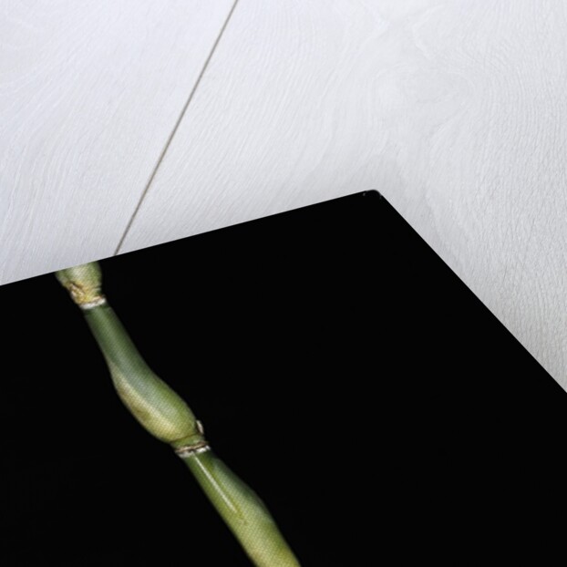 Pseudosasa japonica var. tsutsumiana (arrow bamboo) by Anonymous