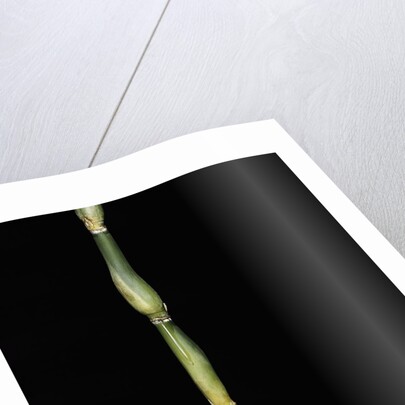 Pseudosasa japonica var. tsutsumiana (arrow bamboo) by Anonymous