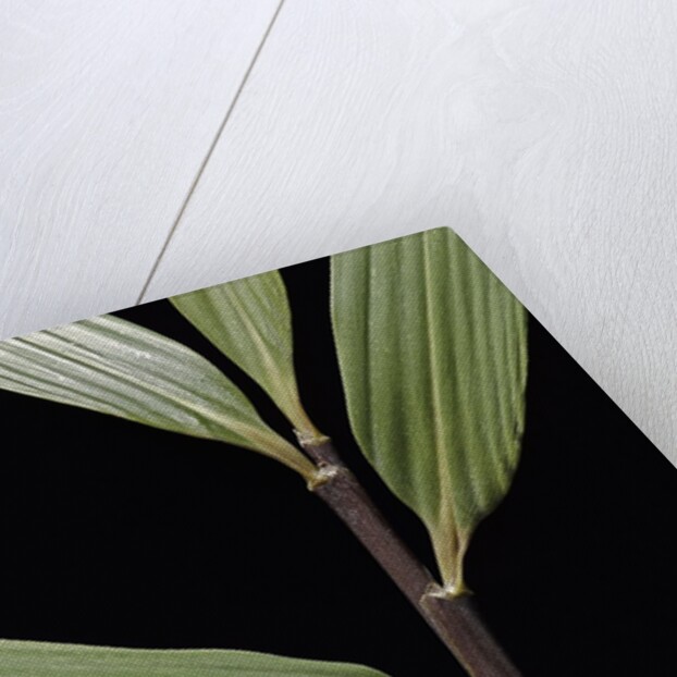 Pseudosasa viridula (bamboo) - leaf by Anonymous
