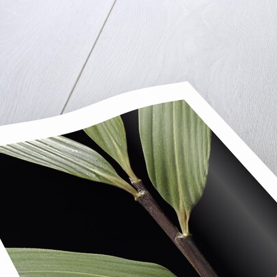 Pseudosasa viridula (bamboo) - leaf by Anonymous