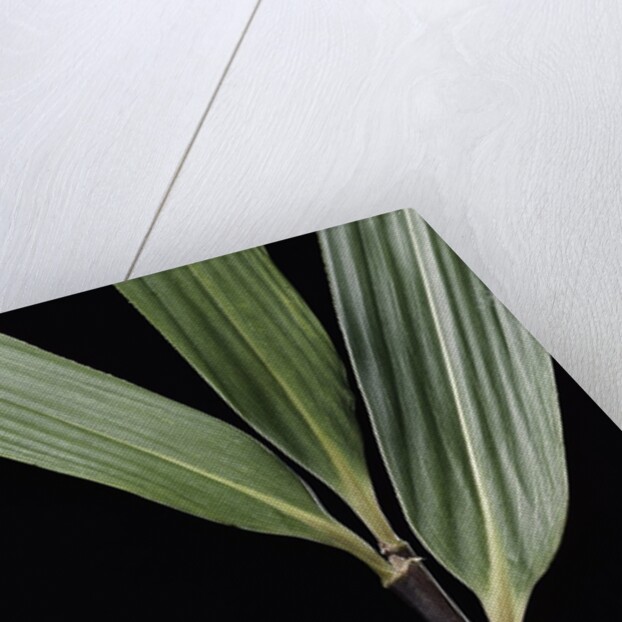 Pseudosasa viridula (bamboo) - leaf by Anonymous