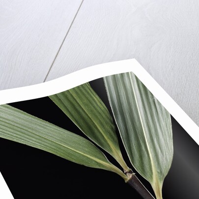 Pseudosasa viridula (bamboo) - leaf by Anonymous