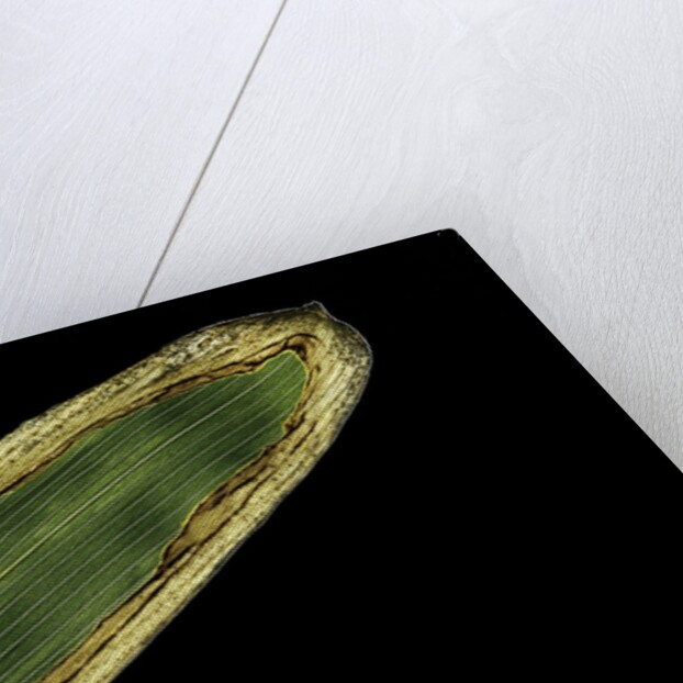 Sasa veitchii (kuma bamboo grass) - leaf by Anonymous