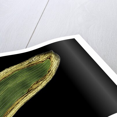 Sasa veitchii (kuma bamboo grass) - leaf by Anonymous