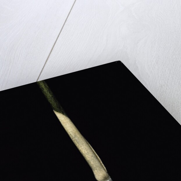 Sasa palmata f. nebulosa (broadleaf bamboo) - young culm by Anonymous