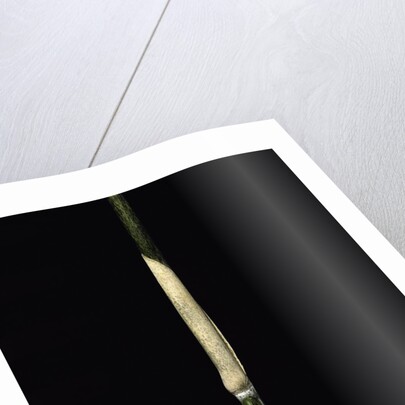 Sasa palmata f. nebulosa (broadleaf bamboo) - young culm by Anonymous