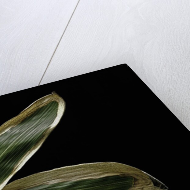 Sasa veitchii (kuma bamboo grass) - leaf by Anonymous