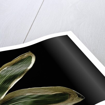 Sasa veitchii (kuma bamboo grass) - leaf by Anonymous