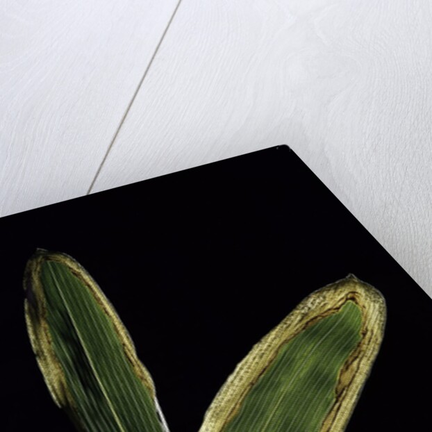 Sasa veitchii (kuma bamboo grass) - leaf by Anonymous