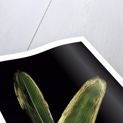 Sasa veitchii (kuma bamboo grass) - leaf by Anonymous