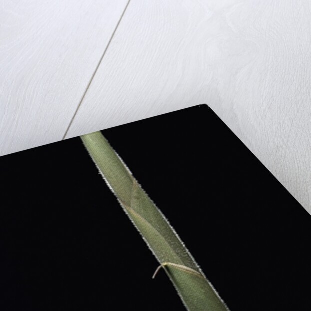 Semiarundinaria 'Korea' (bamboo) - shoot by Anonymous