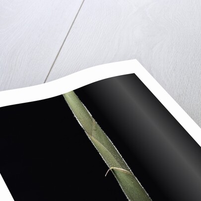Semiarundinaria 'Korea' (bamboo) - shoot by Anonymous