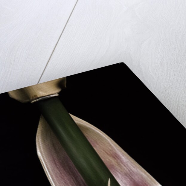 Semiarundinaria fastuosa (narihira bamboo) - sheath on the culm by Anonymous