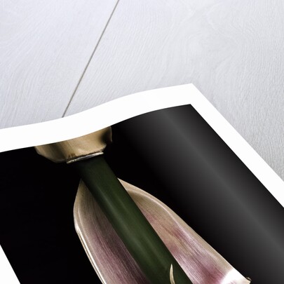 Semiarundinaria fastuosa (narihira bamboo) - sheath on the culm by Anonymous