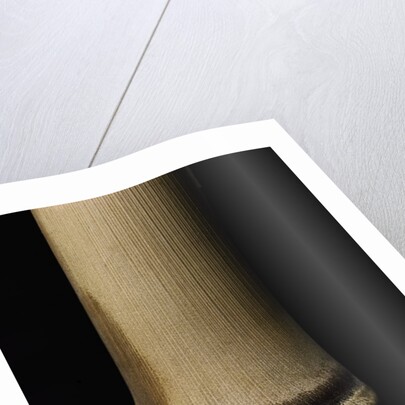 Semiarundinaria fastuosa (narihira bamboo) - young culm by Anonymous