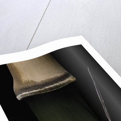 Semiarundinaria fastuosa (narihira bamboo) - young culm by Anonymous