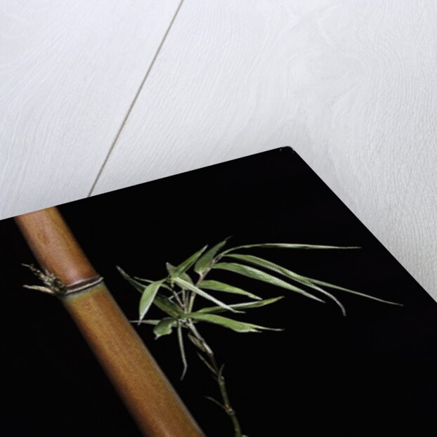 Semiarundinaria fastuosa (narihira bamboo) by Anonymous