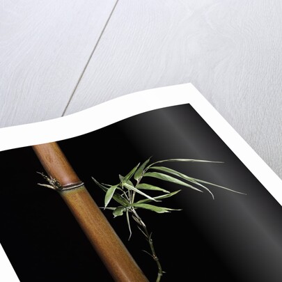 Semiarundinaria fastuosa (narihira bamboo) by Anonymous