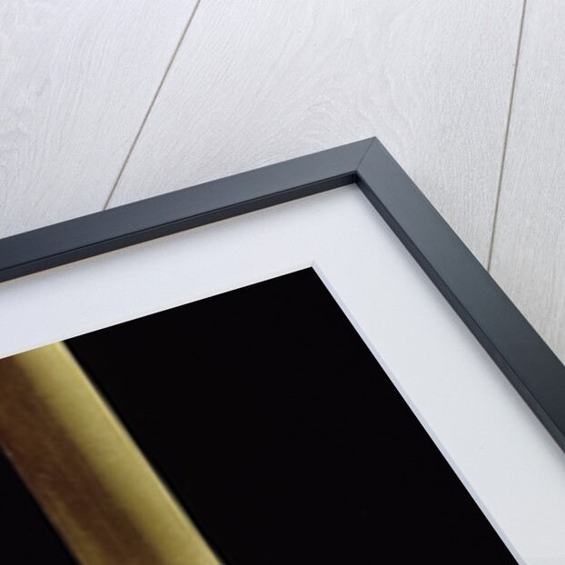 Semiarundinaria yashadake f. kimmei (Kimmei bamboo) by Anonymous