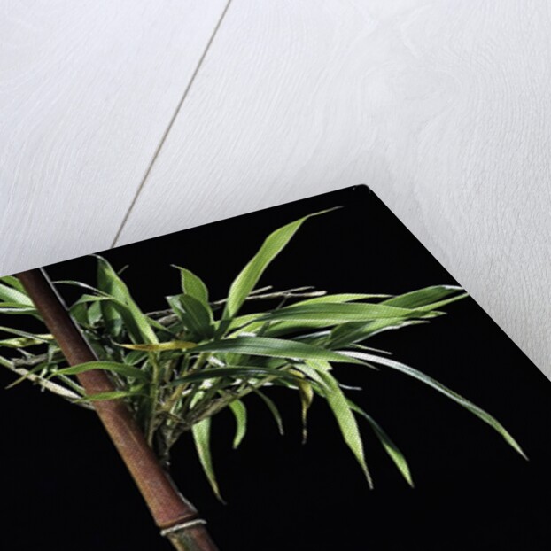 Semiarundinaria yashadake f. kimmei (Kimmei bamboo) by Anonymous