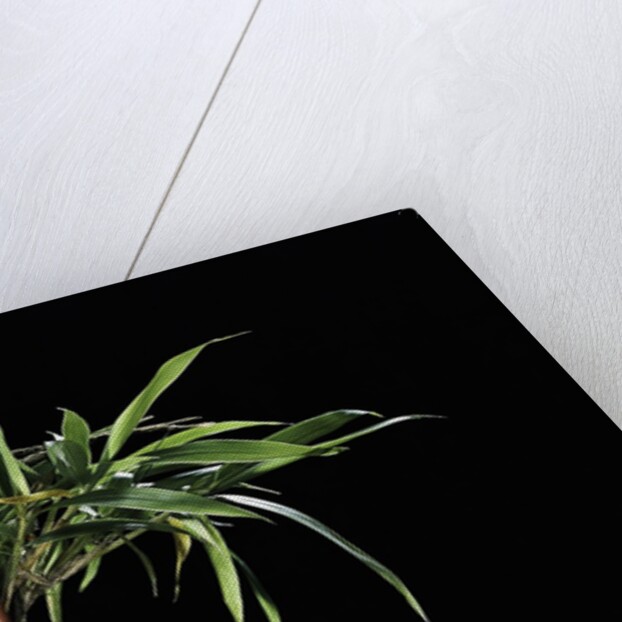 Semiarundinaria yashadake f. kimmei (Kimmei bamboo) by Anonymous