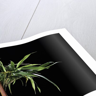 Semiarundinaria yashadake f. kimmei (Kimmei bamboo) by Anonymous