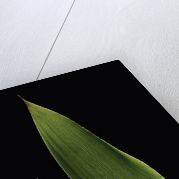 Shibataea kumasaca (ruscus-leaved bamboo) - leaf by Anonymous