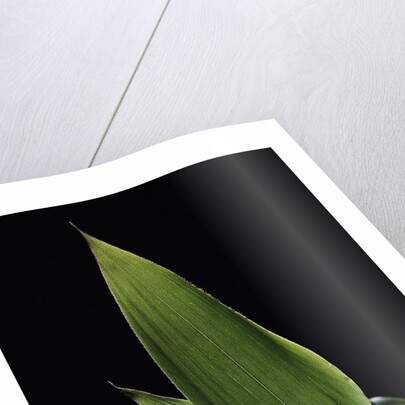 Shibataea kumasaca (ruscus-leaved bamboo) - leaf by Anonymous
