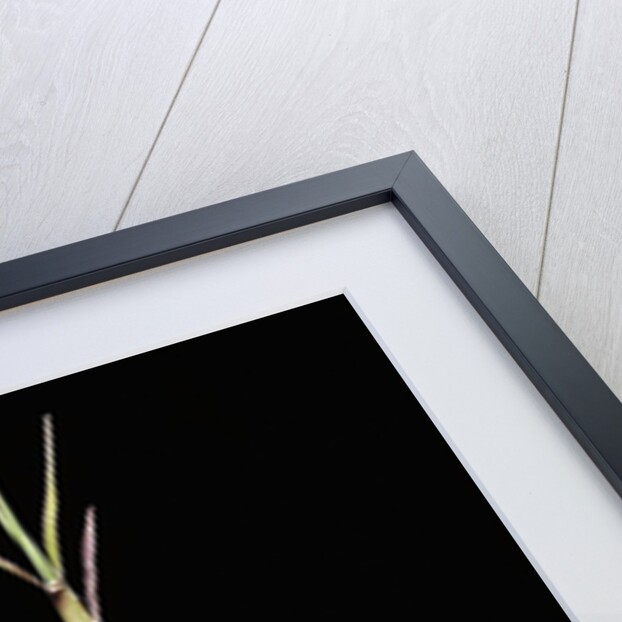 Shibataea kumasaca (ruscus-leaved bamboo) - shoot by Anonymous